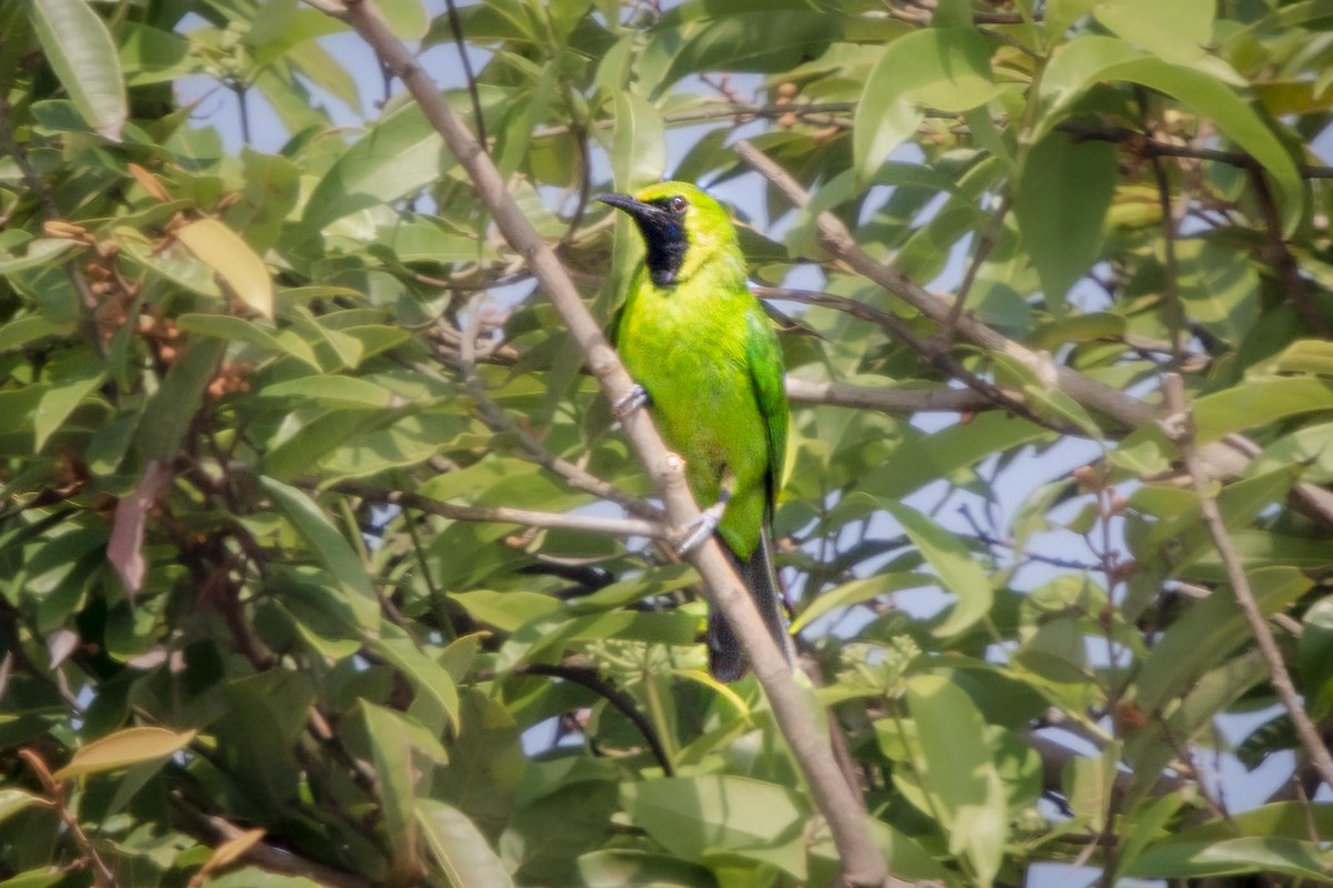 Lesser Green Leafbird - ML439890981