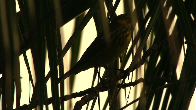 Cape May Warbler - ML439891