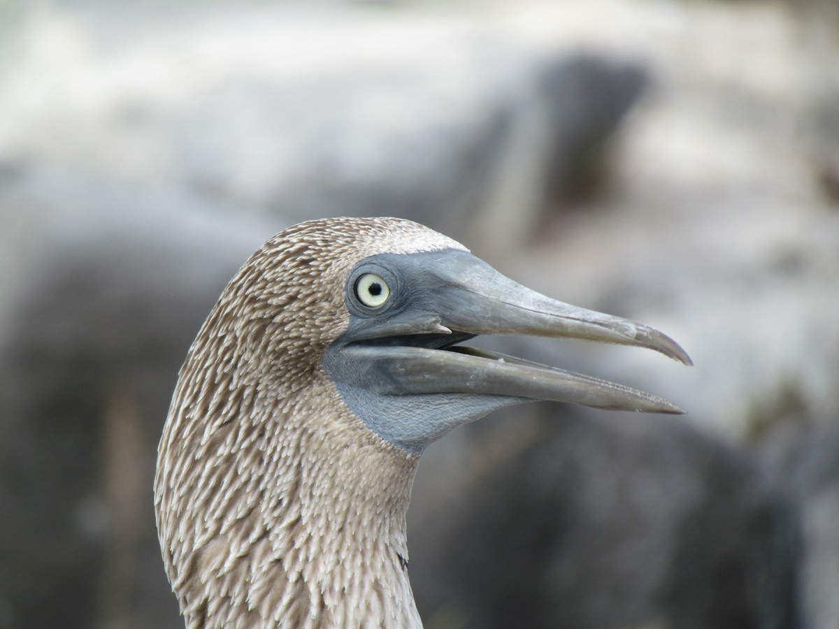 Blue-footed Booby - Lisa Owens