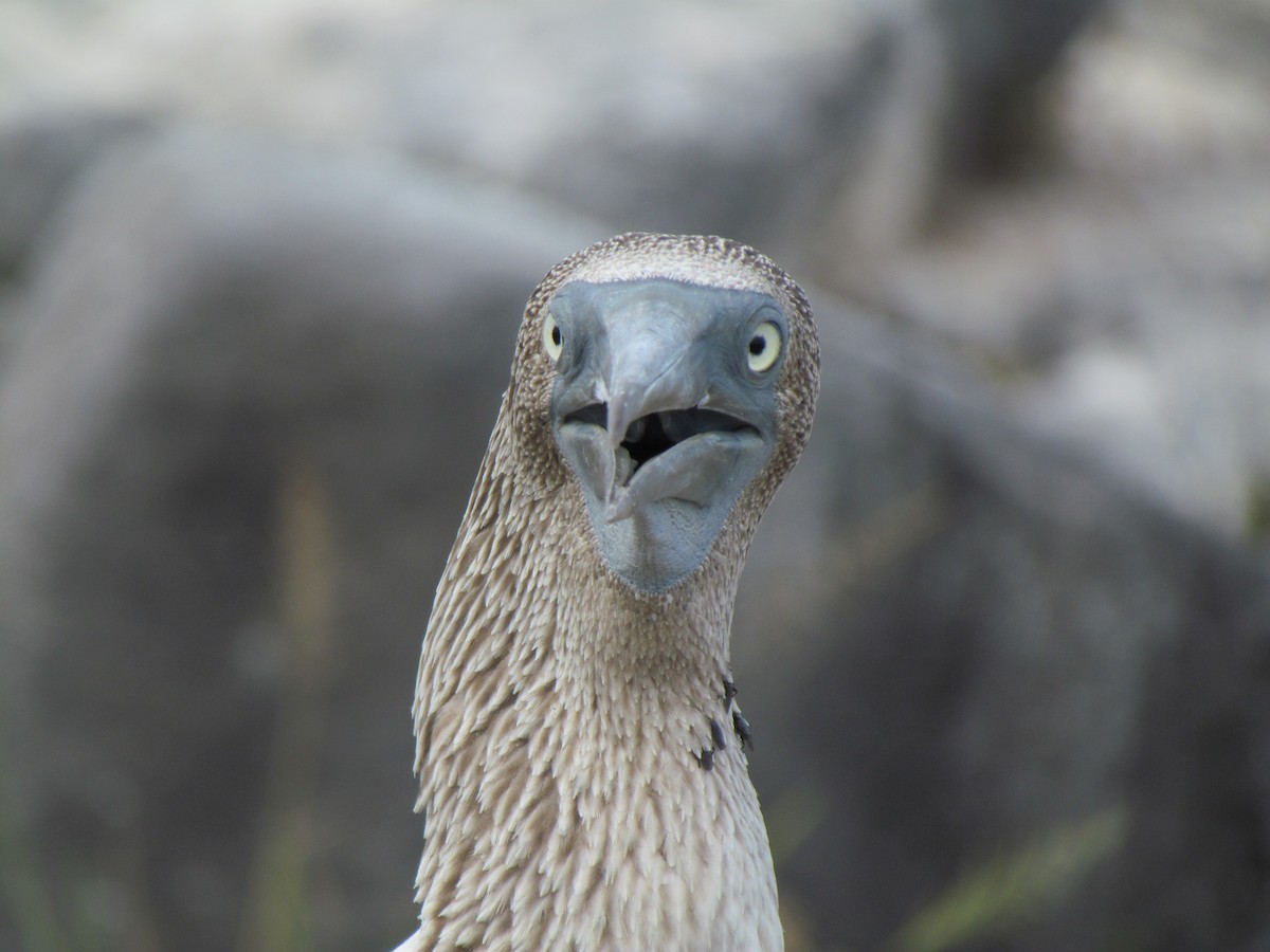 Blue-footed Booby - ML43989111