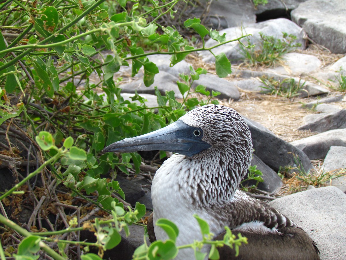 Blue-footed Booby - ML43989131