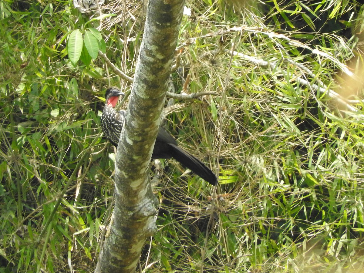 Crested Guan - ML439892061