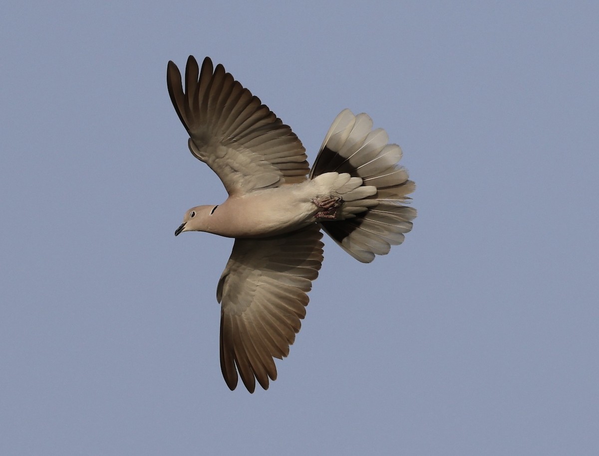 African Collared-Dove - ML439894391