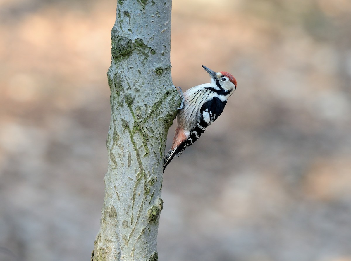 White-backed Woodpecker - Pavel Štěpánek
