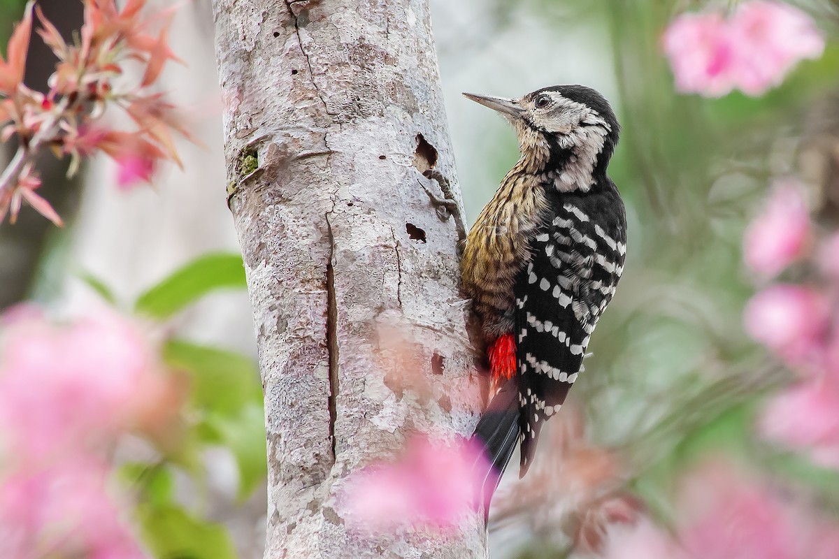 Stripe-breasted Woodpecker - Natthaphat Chotjuckdikul