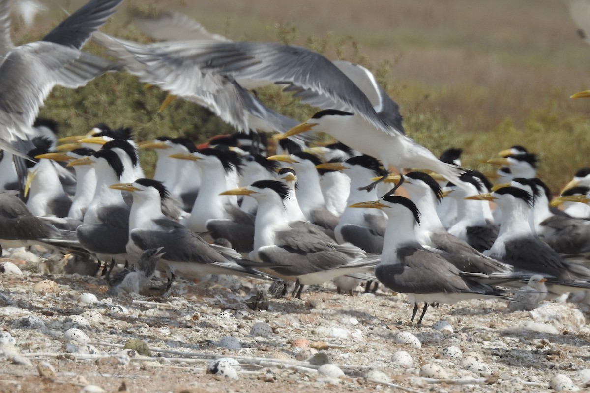 Great Crested Tern - ML439906961