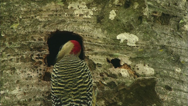 West Indian Woodpecker - ML439907