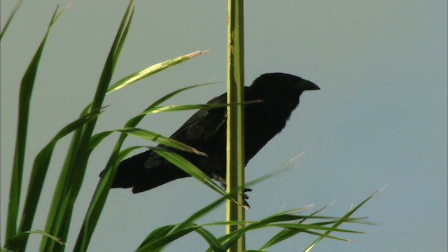 Cuban Crow - ML439908