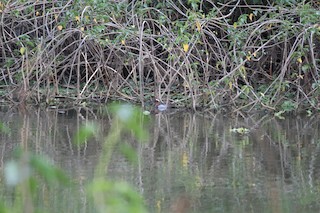 Garganey, ML439908601