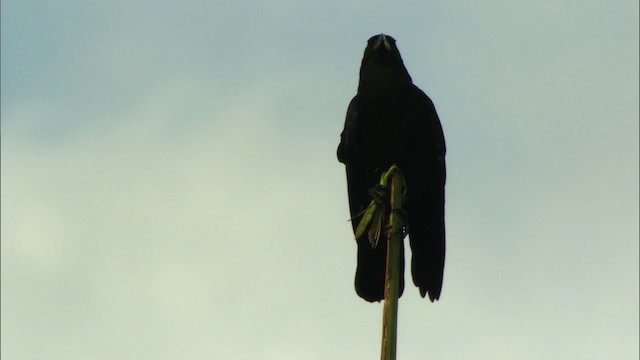 Cuban Crow - ML439909