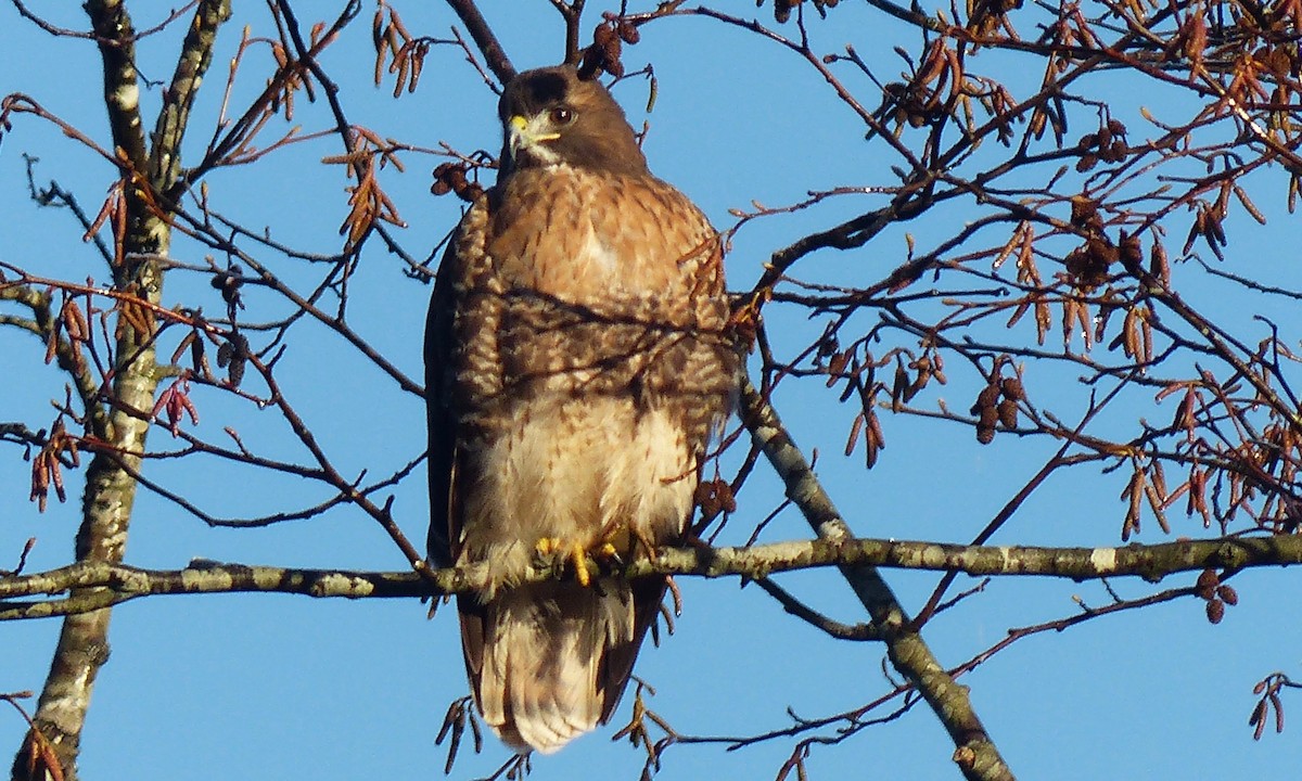 Red-tailed Hawk - Deb Holland