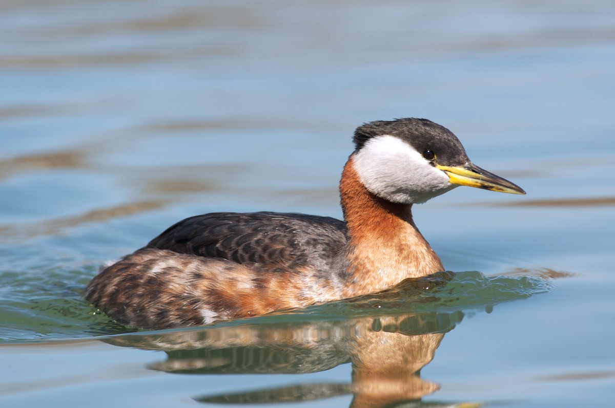Red-necked Grebe - ML43991671