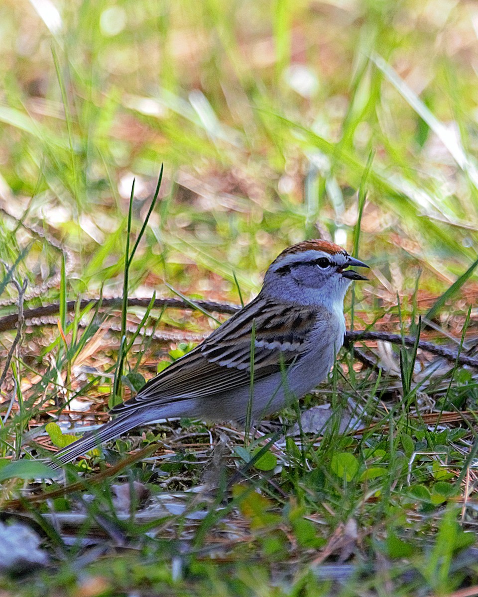 Chipping Sparrow - ML439917971