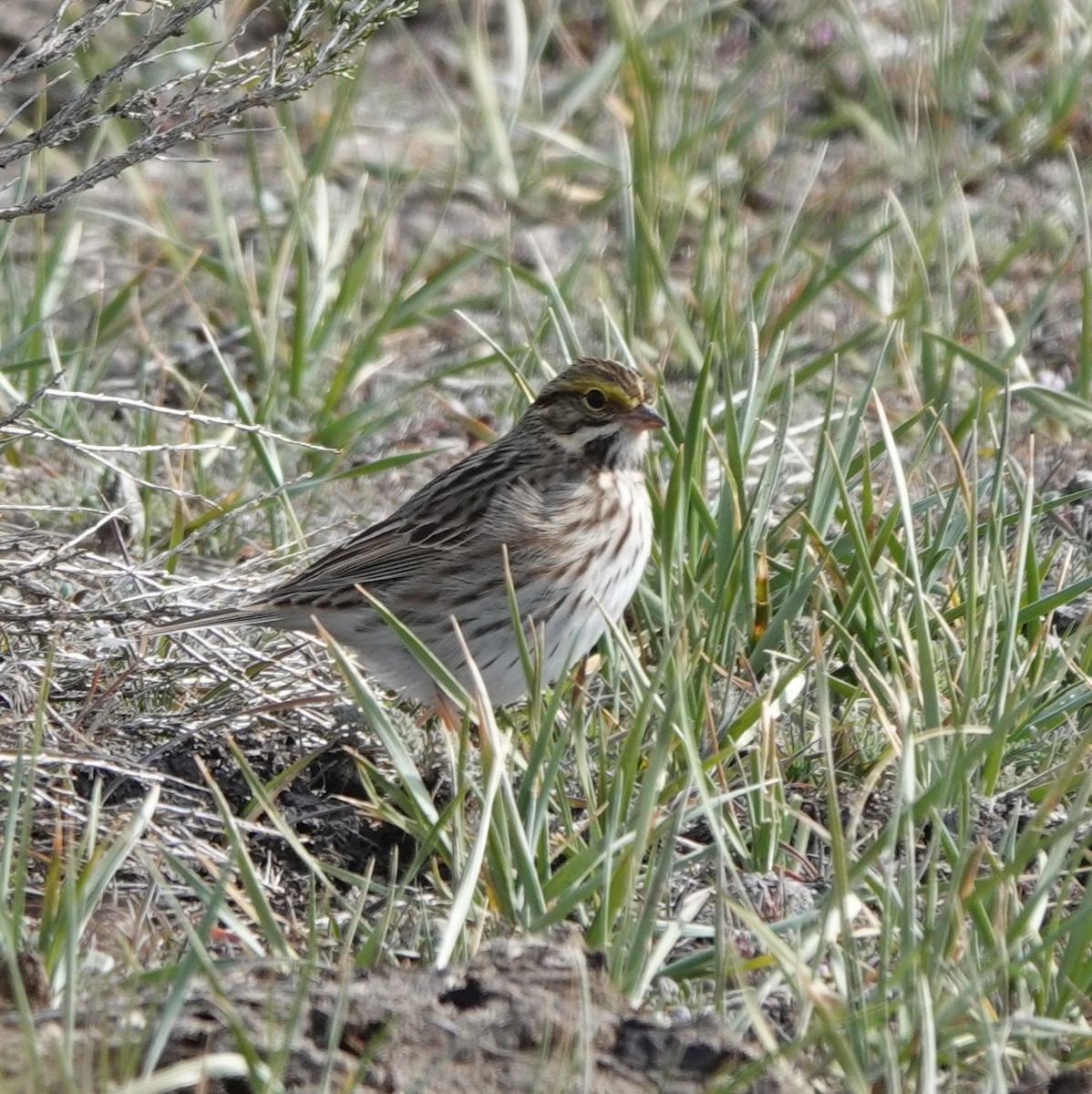 Savannah Sparrow - ML439919351