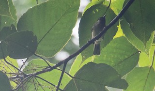  - Black-crowned Babbler