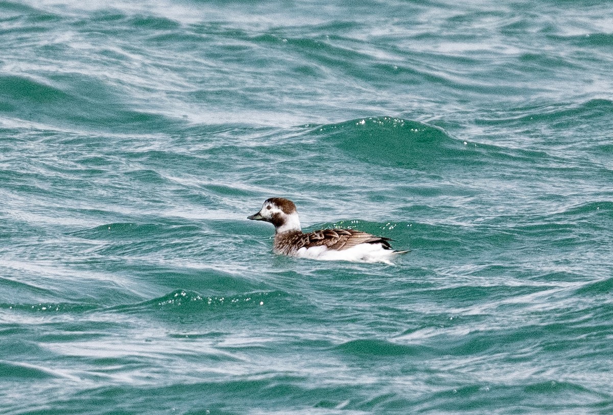Long-tailed Duck - ML439929641