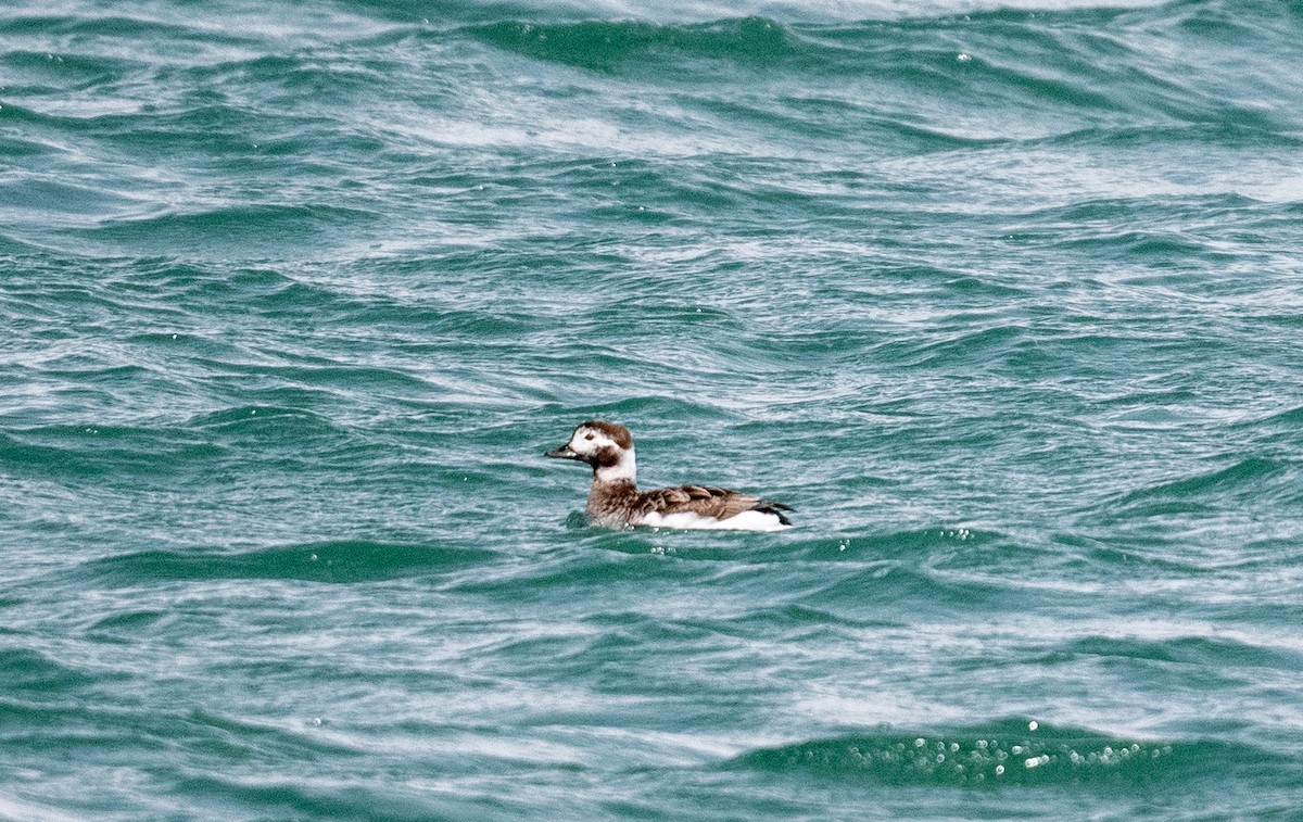 Long-tailed Duck - ML439929681
