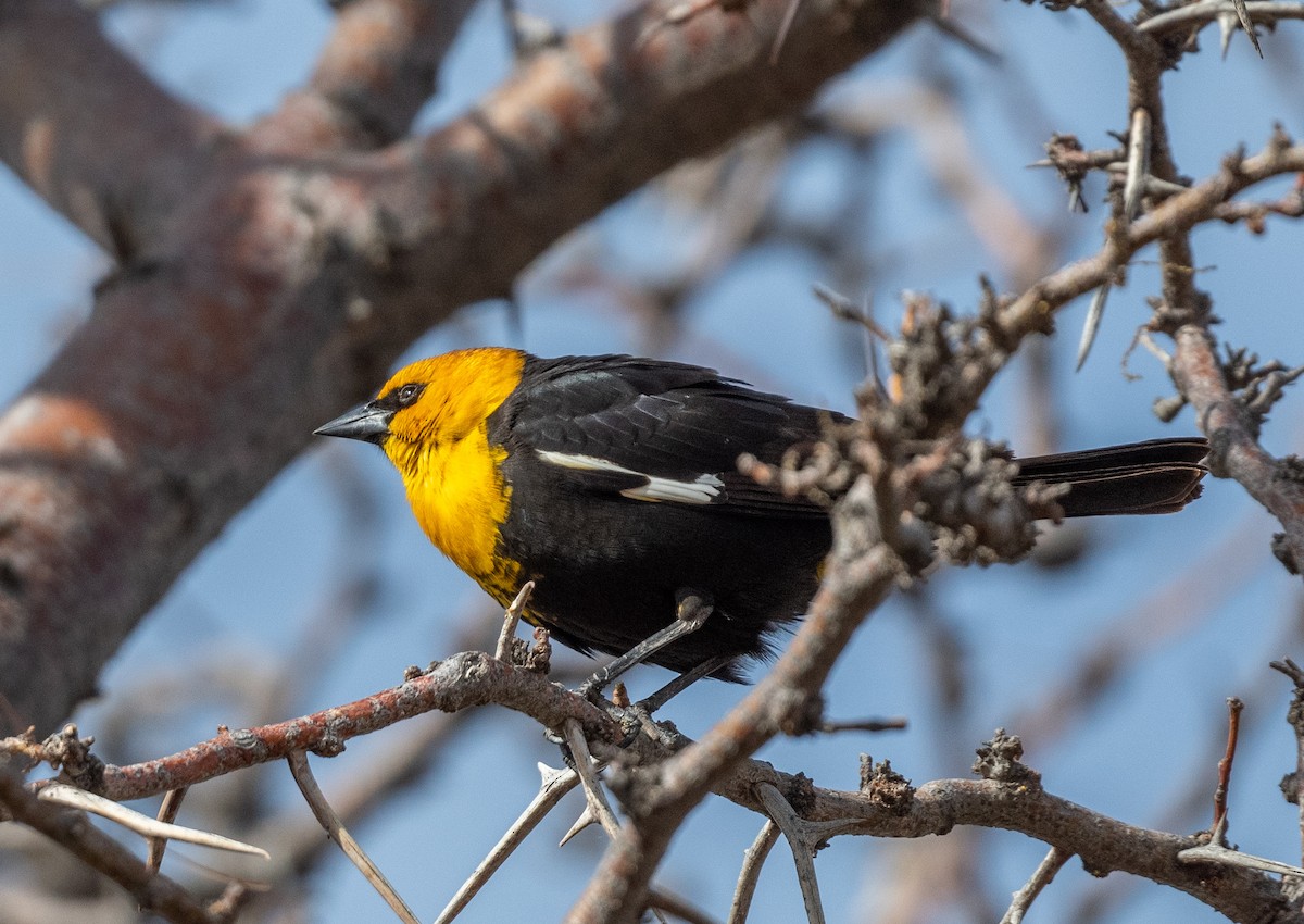 Yellow-headed Blackbird - Mamta Muttreja