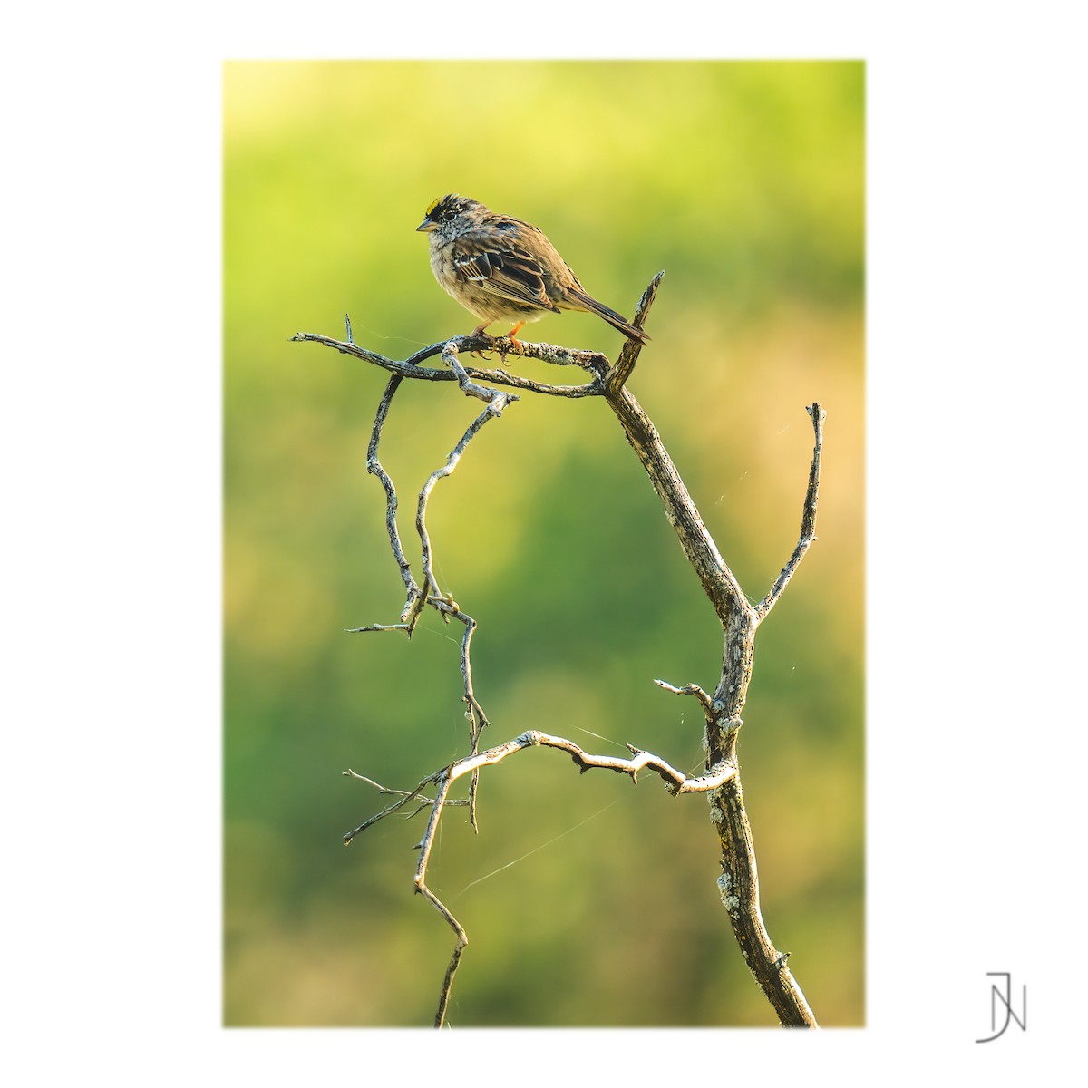Golden-crowned Sparrow - ML439932451