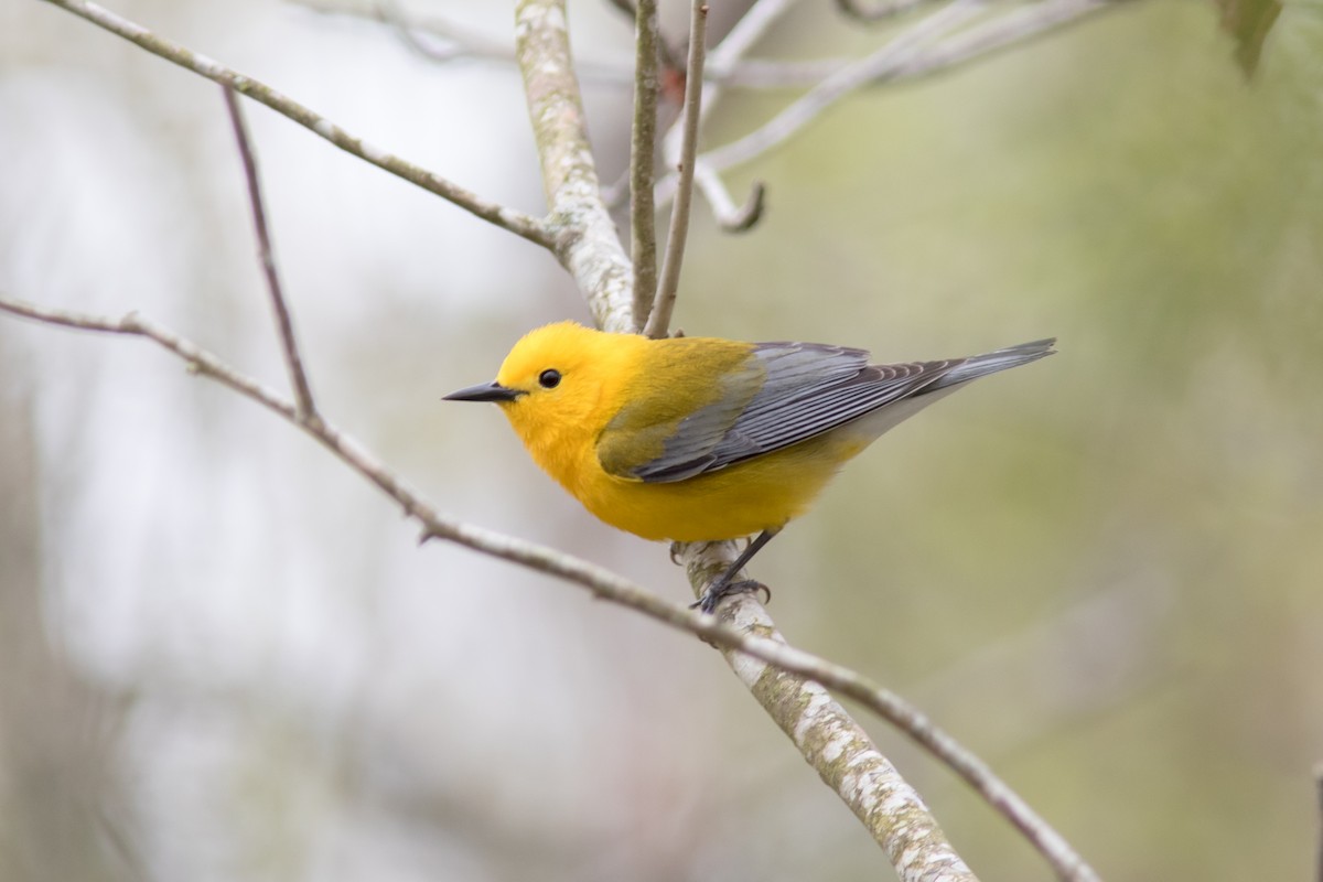 Prothonotary Warbler - ML439933451