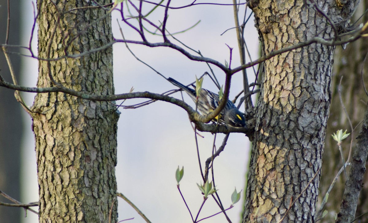 Yellow-rumped Warbler (Myrtle) - ML439939111