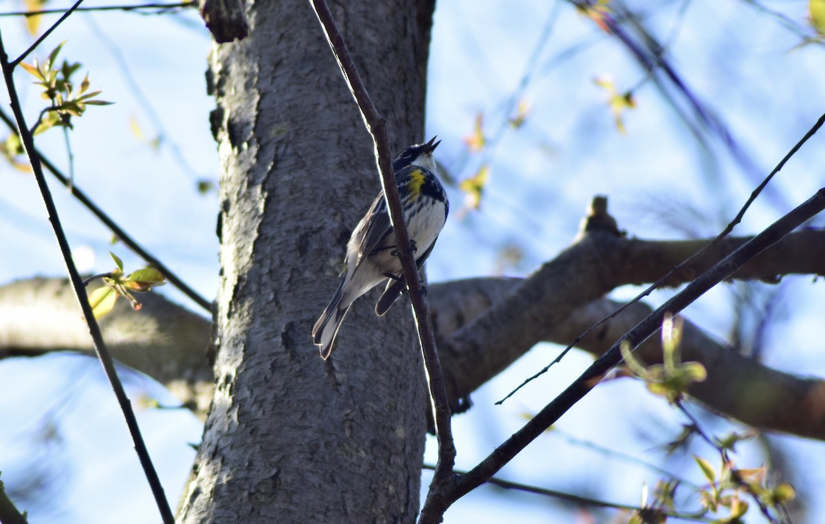 Yellow-rumped Warbler (Myrtle) - ML439939341