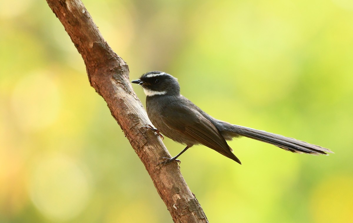 White-throated Fantail - ML439945461