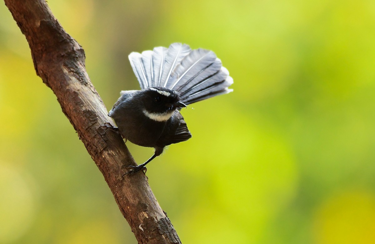 White-throated Fantail - ML439945501
