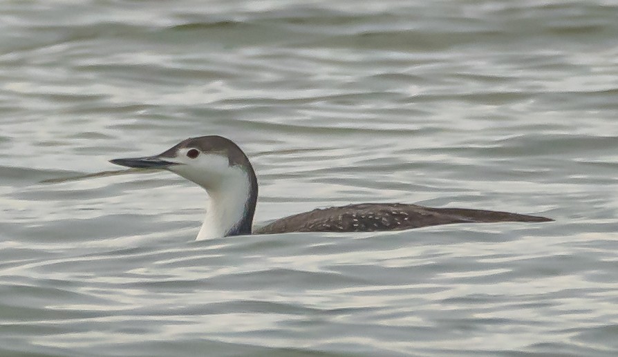 Red-throated Loon - ML439950371