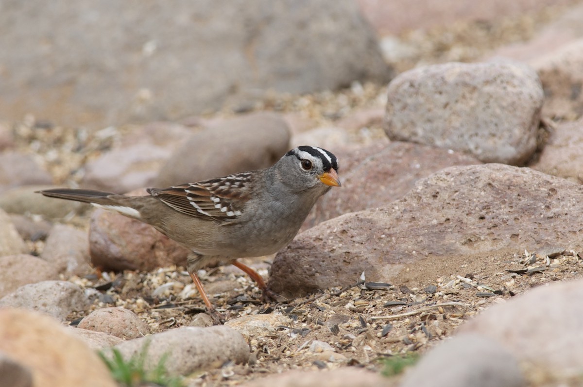 White-crowned Sparrow (Gambel's) - ML43996281