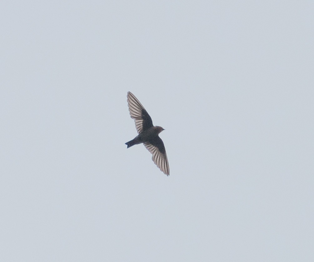 Indian Swiftlet - ML439963311