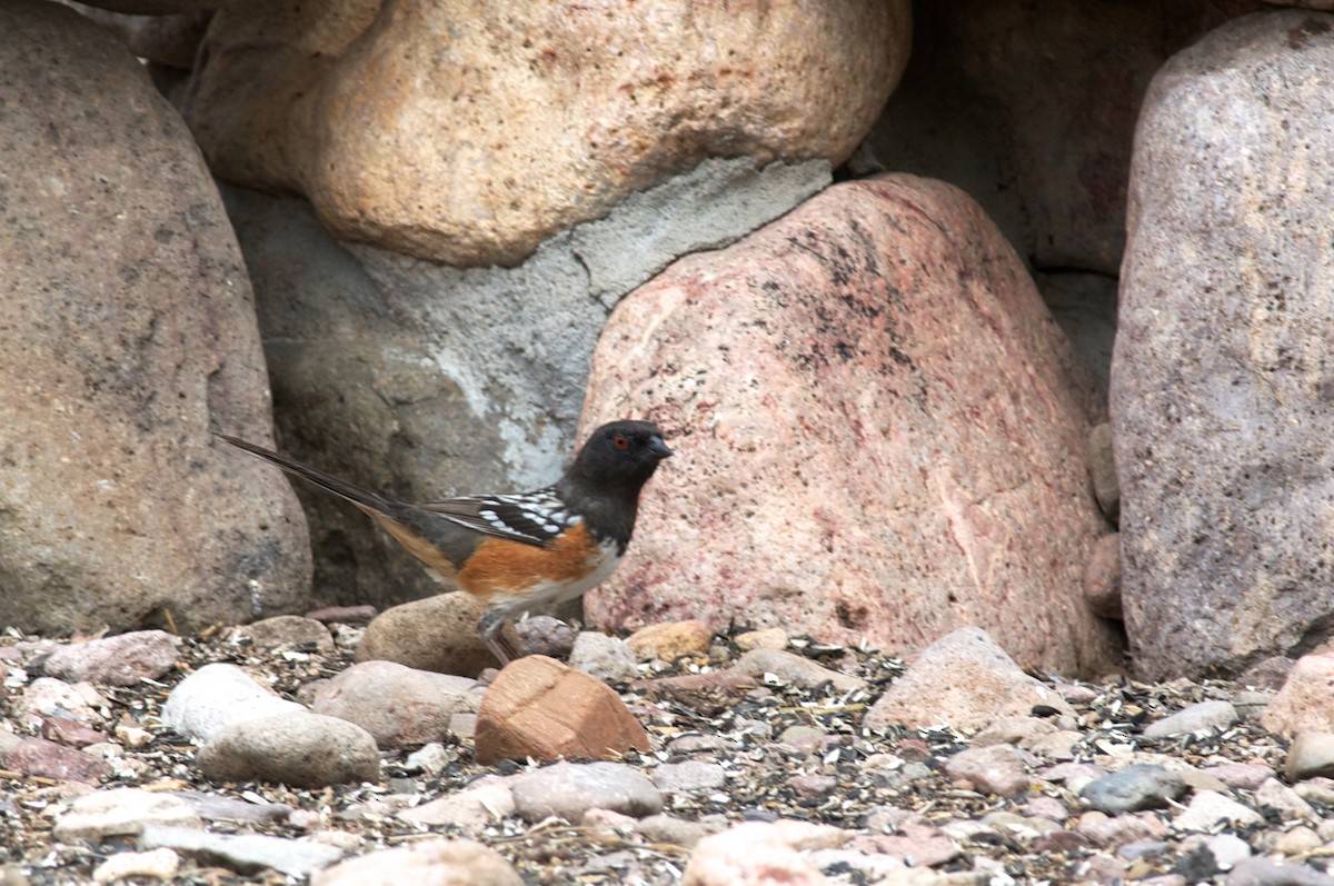 Spotted Towhee - ML43996381