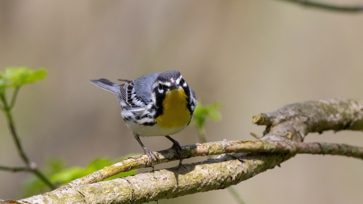 Yellow-throated Warbler (albilora) - ML439965451