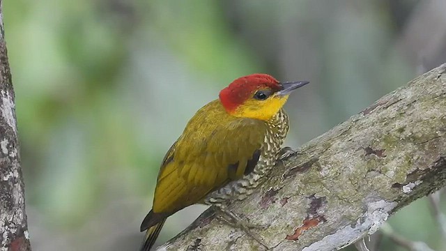 Yellow-throated Woodpecker - ML439968301