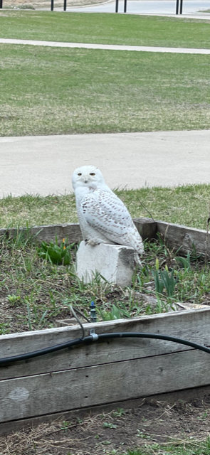 Snowy Owl - ML439979211