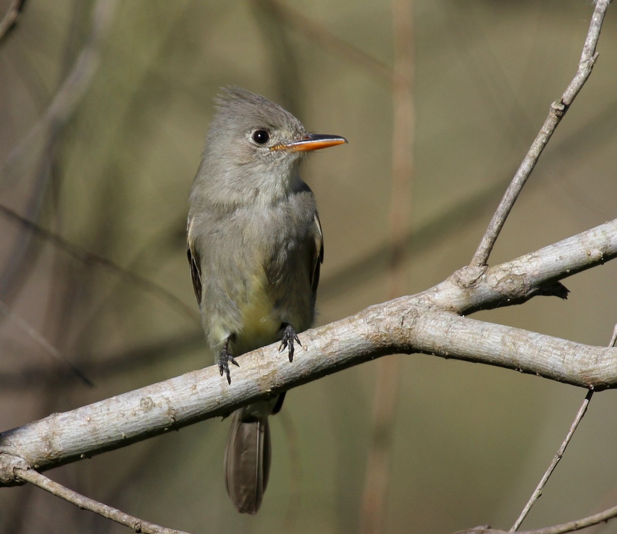 Greater Pewee - ML43998001