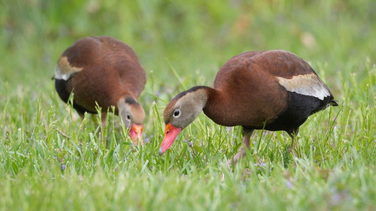 Black-bellied Whistling-Duck - Kelsey Wellons