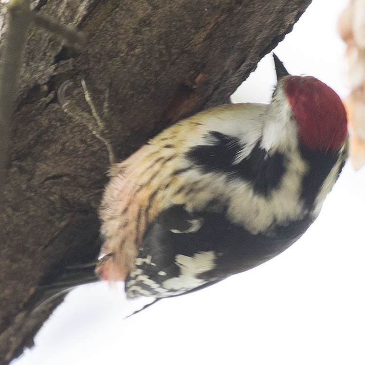 Middle Spotted Woodpecker - ML439986921