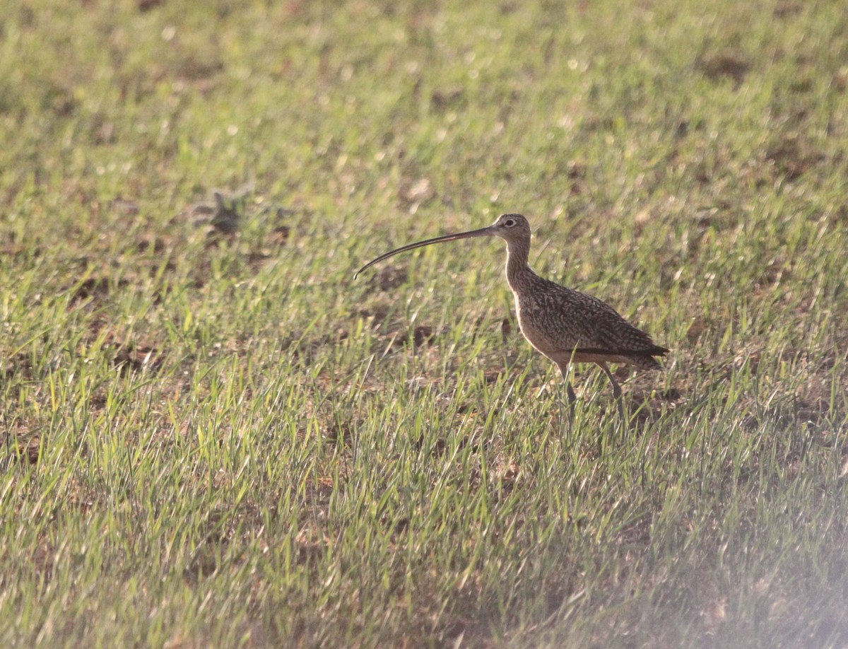 Long-billed Curlew - ML439990481