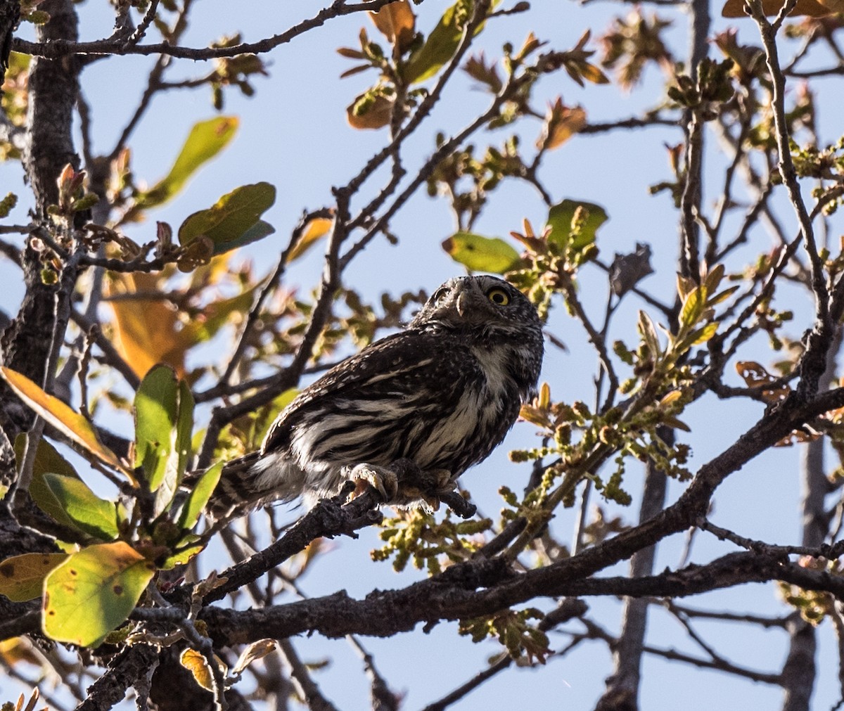 Northern Pygmy-Owl - Lee Bush