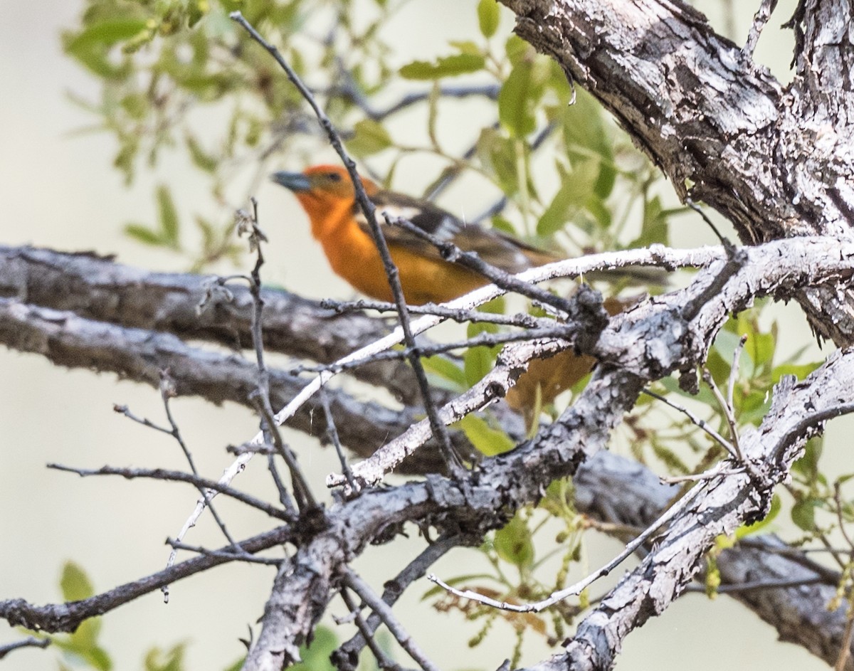 Flame-colored Tanager - Lee Bush