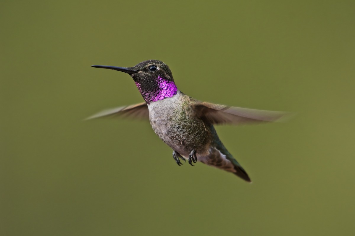 Black-chinned x Anna's Hummingbird (hybrid) - James Moodie