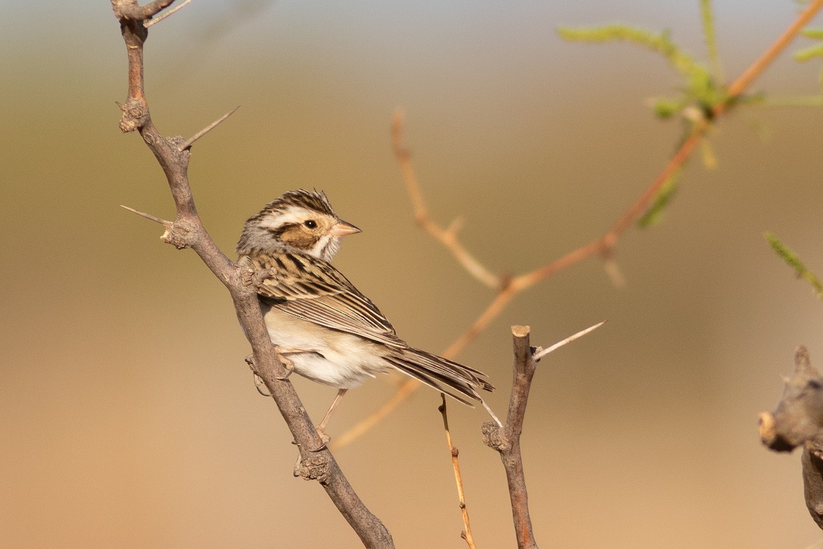Clay-colored Sparrow - Nick Tepper