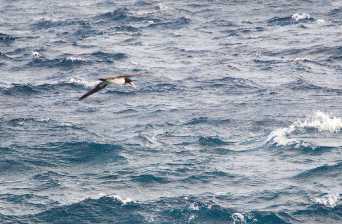 Brown Booby - ML44001431