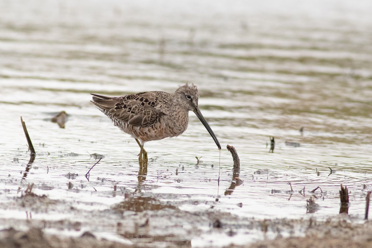Long-billed Dowitcher - ML440021971