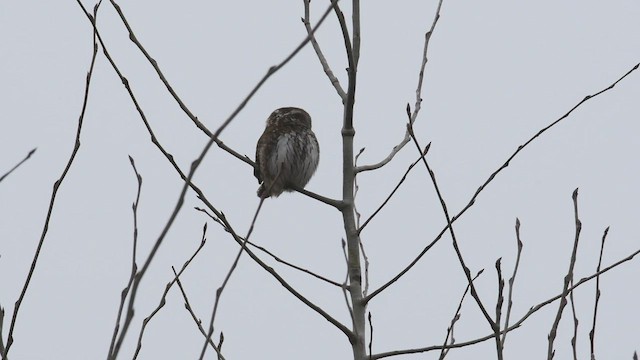 Eurasian Pygmy-Owl - ML440023071