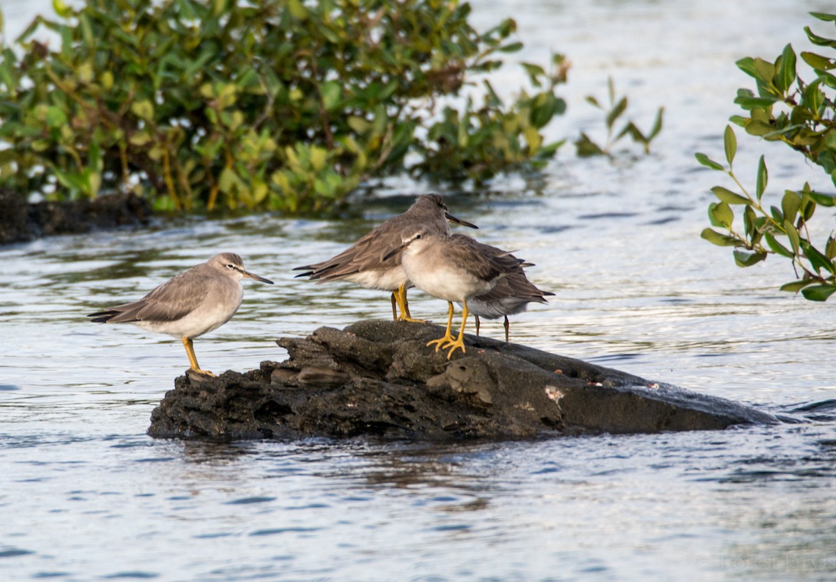 Gray-tailed Tattler - Forest Botial-Jarvis