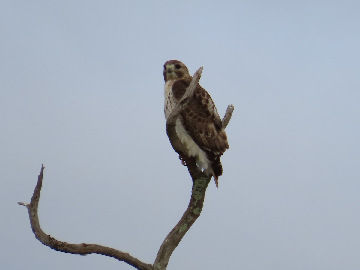 Red-tailed Hawk - ML440025791