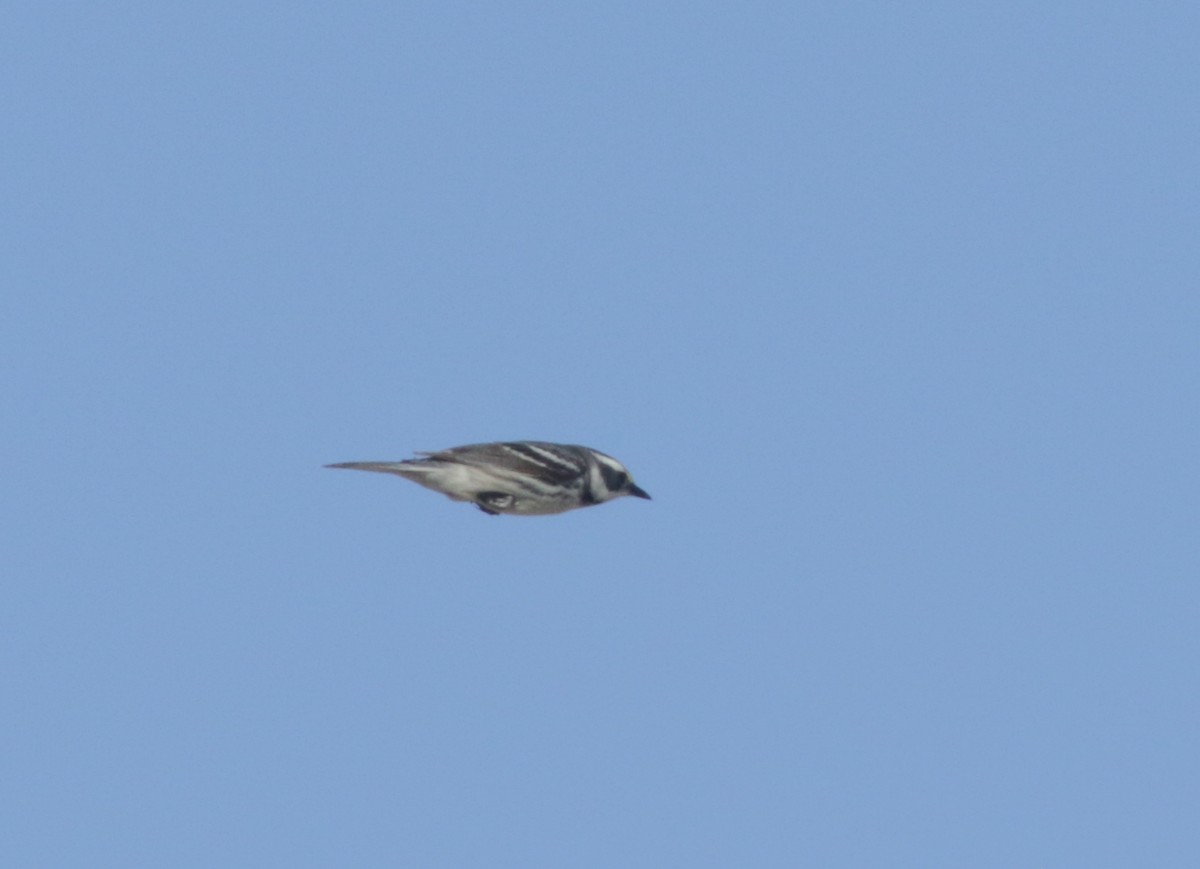 Black-throated Gray Warbler - ML440030181