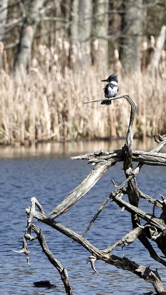 Belted Kingfisher - ML440034351